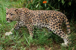 Leopard Stalking Garden Statue