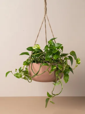 Yaamur Metal Hanging Planter - Guava